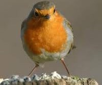 rouge-gorge familier