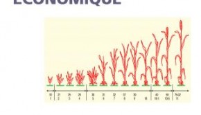 Un bréve histoire de la pensée économique