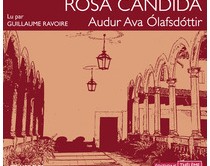 Rosa candida