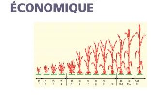 Un bréve histoire de la pensée économique